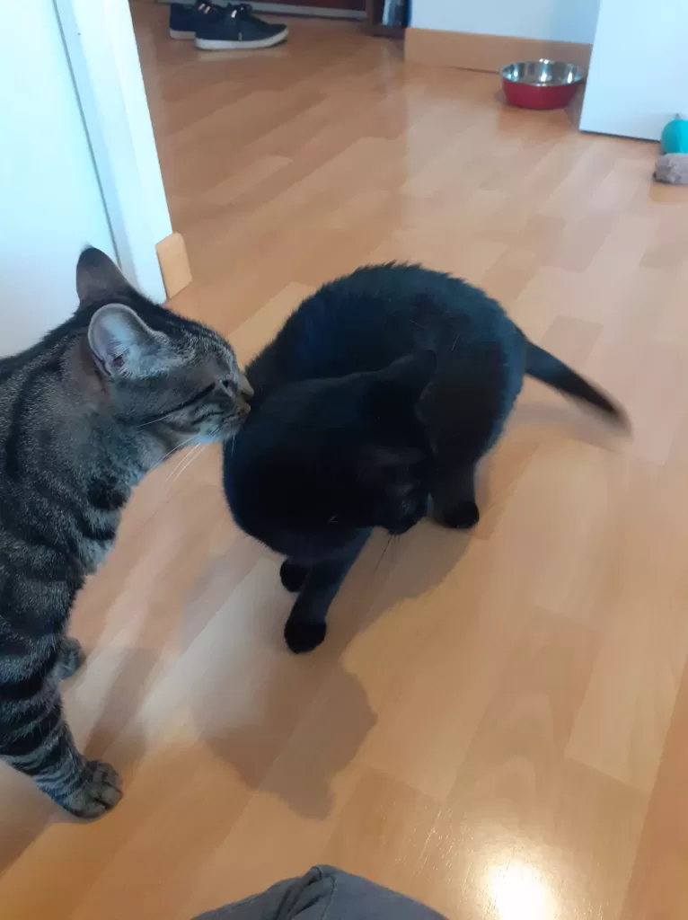 LÉON & MYRTILLE